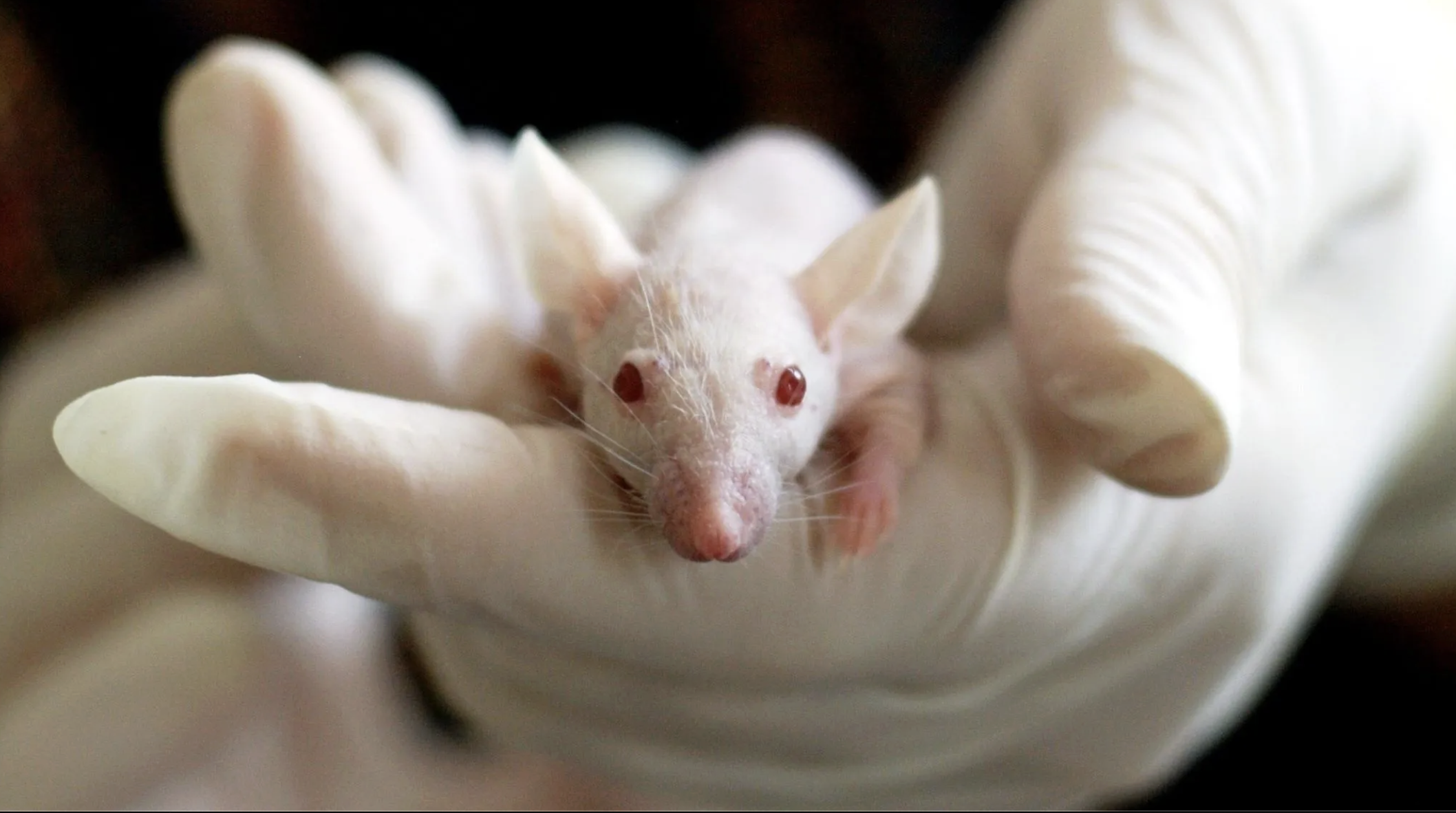 Laboratory mouse from the NTP study on cell phone radiation and cancer
